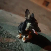 گمشده سگ گرگی|حیوانات|تربت جام, بیست متری منبع آب|دیوار