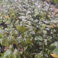 بسترسازی کاشت کود دهی هرس فضای سبز