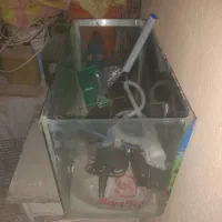 آکواریم|ماهی|پرند, فاز ۴|دیوار