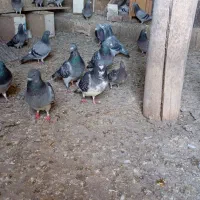کبوتر پلاکی اهواز|پرنده|میاندوآب, |دیوار