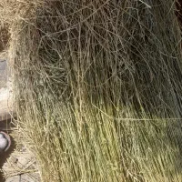 علف سبز چمنی