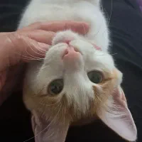 واگذاری گربه