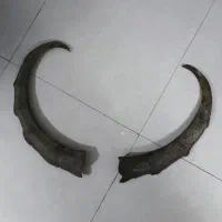 شاخ بز کوهی کلکسیونی