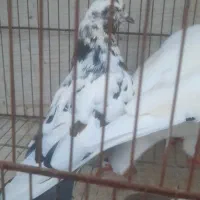 کبوتر|پرنده|رشت, جانبازان|دیوار