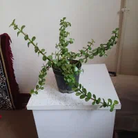 گل عروسی وگل خرفه|گل و گیاه طبیعی|ارومیه, |دیوار