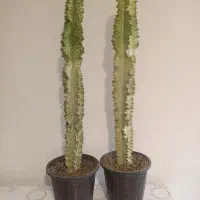 فروش انواع افوربیا و گیاهان اپارتمانی|گل و گیاه طبیعی|کرج, شهرک اوج|دیوار