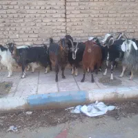 ۱۲ راس بز آبستن سنگین داشتی(میش بره)|حیوانات مزرعه|تهران, آبشار|دیوار