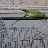 طوطی سخنگو|پرنده|بم, |دیوار