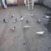 ۲۸ تا گفتر نر ماده