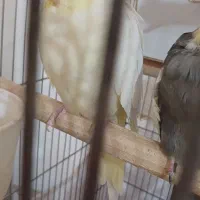 فروش یک جفت عروس هلندی سخنگو|پرنده|قزوین, |دیوار