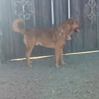 سگ سرابی|سگ|اهر, |دیوار