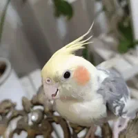 عروس هلندی نر سخن گو