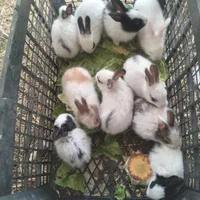 تعدادی بچه خرگوش