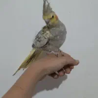 عروس هلندی اهلی