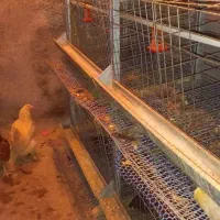قفس مرغ تخمگذار و لوازم. خوش قیمت