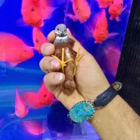 طوطی آوازخوان پرندگان زینتی