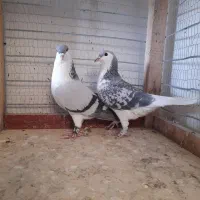 ساده|پرنده|تربت جام, معدآباد|دیوار