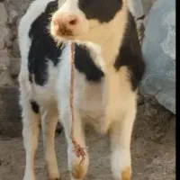 گوساله ماده