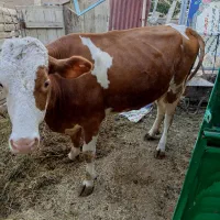 گاو همراه گوساله|حیوانات مزرعه|شاهرود (اردبیل), |دیوار