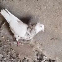 شوش|پرنده|کرخه, |دیوار