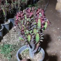 افوربیا|گل و گیاه طبیعی|محلات, |دیوار