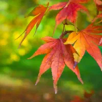 خانه ویلایی.