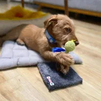 واگذاری|سگ|کرج, فاز ۲ مهرشهر|دیوار