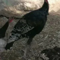 یک عدد بوقلمون نر هفت ماهه سالم براکشت داشت