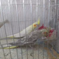 عروس هلندی|پرنده|کلاله, |دیوار