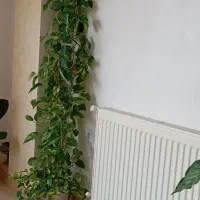 گل پتوس ابلق