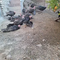 جوجه بوقلمون برنز آمریکایی