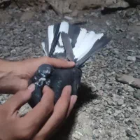 زاغ
