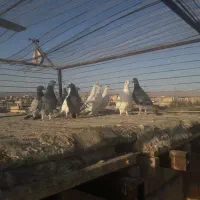 کبوتر‌رنگه‌وآلمانی|پرنده|سده (خراسان جنوبی), |دیوار