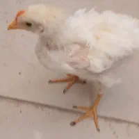 جوجه