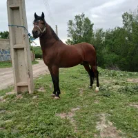 کره سیلمی رستم خان تازه سواری