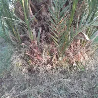 خاک گاو