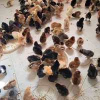 جوجه محلی تخمگذار وگوشتی در فومن