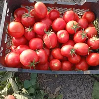 فروش گوجه بازاری وربی