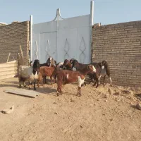 ۸عددبز ابستن|حیوانات مزرعه|حمیدیه, |دیوار