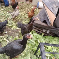 مرغ و خروس|حیوانات مزرعه|نسیمشهر, |دیوار