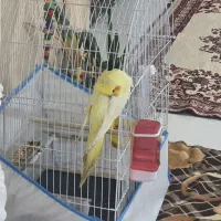 عروس هلندی ماده گمشده