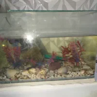 آکفاریوم شیشه خم