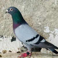 مولد مسافتی