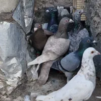 ۹ عدد پرشی دیوانه|پرنده|قزوین, |دیوار