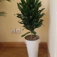 دوعدد گل سالم همراه باگلدان فلزی|گل و گیاه طبیعی|رامسر, |دیوار