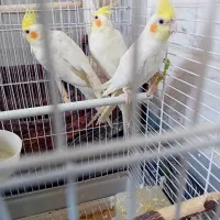 عروس هلندی
