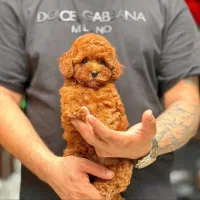 سگ توله پودل توی پودل عروسکی رد و دارک رد اپریکات|سگ|تهران, آسمان|دیوار