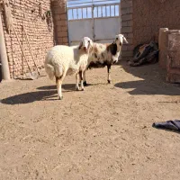 دوتا بره ماده جنس دار خشکل