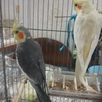 جفت مولد عروس