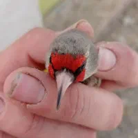 سهره مهاجر تاجیک